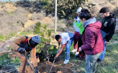Una seixantena de persones planten dotze pins al Turó de Gardeny